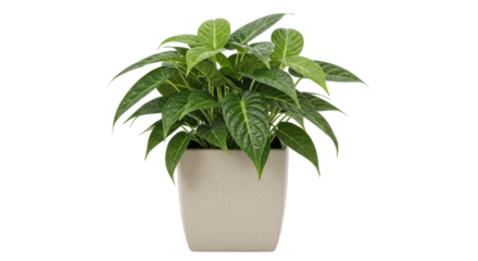 Isolated Potted Plant