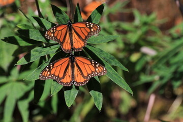 Monarch butterflies in central Mexico where they stay over the winter on oyamel trees.