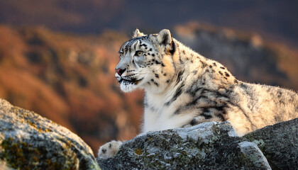 Obraz premium majestic snow leopard gracefully perched on a rocky ledge in its natural habitat