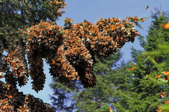 Monarch butterflies in central Mexico where they stay over the winter on oyamel trees.