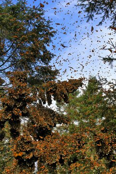 Monarch butterflies in central Mexico where they stay over the winter on oyamel trees.