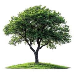 Realistic green tree isolated on a white transparent background