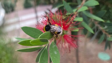 Bumblebee on red bottlebrush flower in bloom - nature and pollination concept. Callistemon