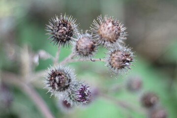 Minimalism wallpaper background simple photo outdoor plant wild grass	
