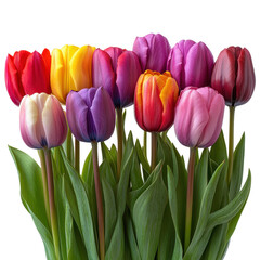 Fototapeta premium Set of blooming tulip heads, various colors, isolated on a white transparent background