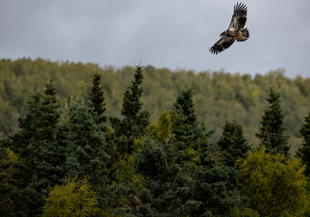 Young eagle Katmai Brooks Falls Brooks River Fall Autumn