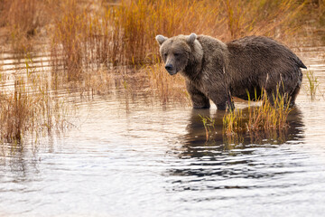 Brown Bear Katmai Brooks Falls Brooks River Fall Autumn