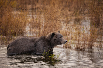 Brown Bear Katmai Brooks Falls Brooks River Fall Autumn