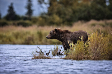 Brown Bear Katmai Brooks Falls Brooks River Fall Autumn river bank