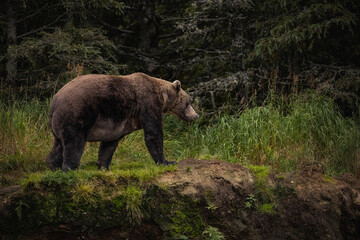Brown Bear Katmai Brooks Falls Brooks River Fall Autumn