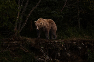 Brown Bear Katmai Brooks Falls Brooks River Fall Autumn dark and moody