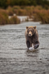 Obraz premium Brown Bear Katmai Brooks Falls Brooks River Fall Autumn