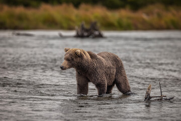 Obraz premium Brown Bear Katmai Brooks Falls Brooks River Fall Autumn
