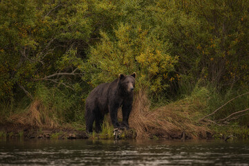 Fototapeta premium Brown Bear Katmai Brooks Falls Brooks River Fall Autumn