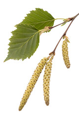 Birch tree branch with green leaves and hanging catkins, natural element isolated on transparent background