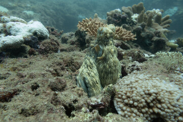Octopus hiding in the coral, Ningaloo Reef, Western Australia, Australia