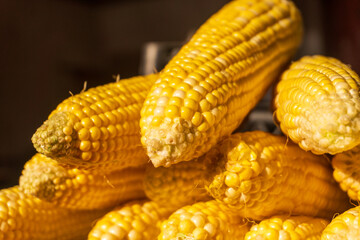 Freshly harvested corn on display at a local market during the summer season