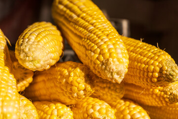 Freshly harvested yellow corn stacked prominently at a local market during morning hours