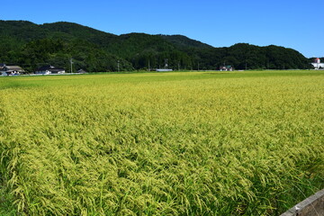 稔り始めた稲穂 山形庄内米