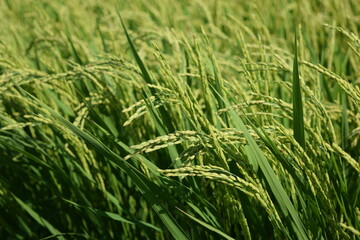 稔り始めた稲穂 山形庄内米