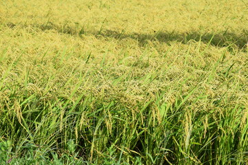 稔り始めた稲穂 山形庄内米