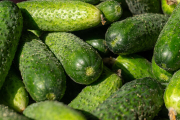 Fresh cucumbers piled together at a farmers market during a sunny afternoon in late summer
