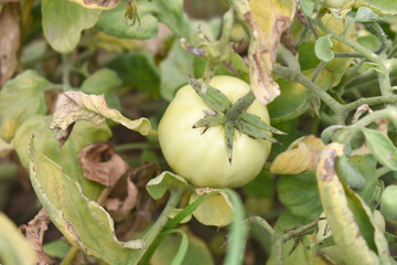 Green unripe Tomato, Green tomatoes plantation. Organic farming, young unripe tomato plant growth in greenhouse, Fresh green unripe tomatoes growing in the garden, Vegetable plantation with tomatoes