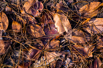 autumn leaves in the grass