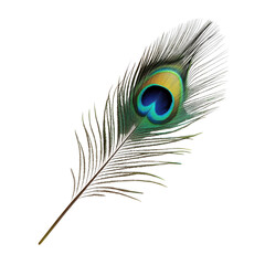 Obraz premium Isolated peacock feather on black background