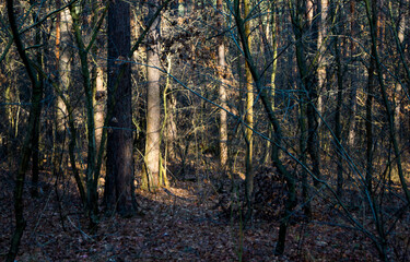 Obraz premium trees in the woods