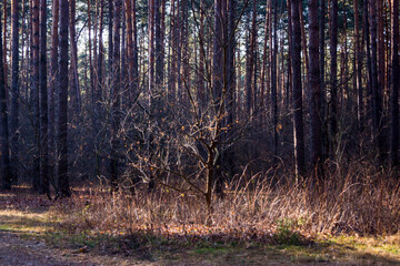 Fototapeta premium forest in autumn