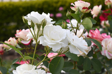 Fototapeta premium Beautiful white rose flower closeup in garden, A very beautiful white rose flower bloomed on the rose tree, Rose flower closeup, bloom flowers, Natural spring flower, Natural floral background, 
