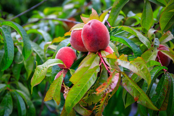 Red peaches ripening on the tree in the garden.