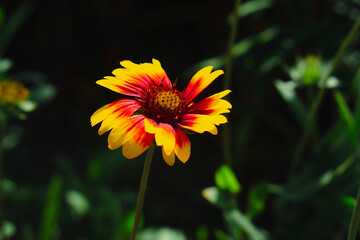 orange flower in the garden