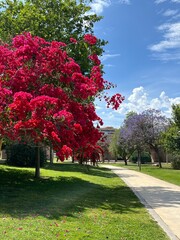 Blooming trees with bright red and purple flowers in Turia Gardens park in Valencia, Spain. A sunny spring day with vibrant colors and a walking path through the greenery.