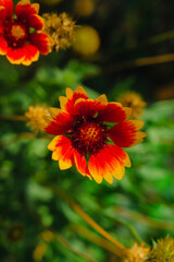 red yellow flower