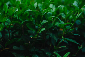 Obraz premium rain drops on a green leaf