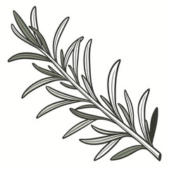 A drawing of an olive branch with leaves on a white background