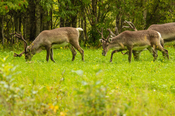 Herd of Reindeer Grazing in Summer Meadow, Rovaniemi, Lapland Finland