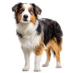 Fototapeta premium A beautifully patterned Australian Shepherd dog stands alert, looking directly at the camera with intelligent eyes.