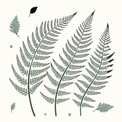 Obraz premium A collection of green fern leaves and foliage on a white background illustration