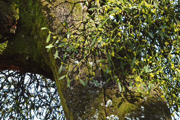 日本：半寄生植物／ヤドリギ（Viscum album）の葉と果実をアップ・11月