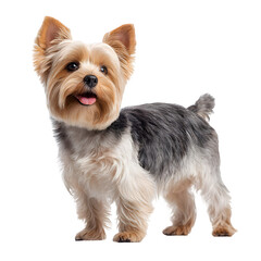 Adorable Yorkshire Terrier stands alert with a happy expression and tongue slightly out.