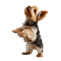 Curious Yorkshire Terrier puppy stands on hind legs, looking up with hopeful eyes.