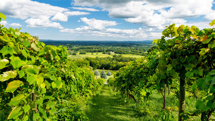 Overgrown Rural Vineyard Trail between Rows of Grapevines in Scenic Virginia Countryside