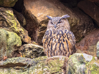 Eurasian eagle-owl looking at camera