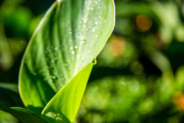 green calla lily with water drops