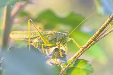 Great Green Bush Cricket green camouflage