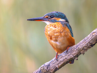 European kingfisher perched on branch with colorful background