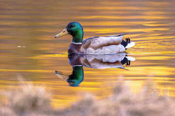Mallard Wild duck swimming at sunset